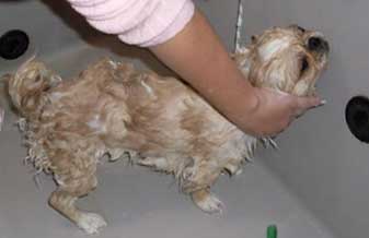 Pet Stop - Foto 1
