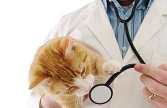 Clínica Veterinária Doutor Bruno Lacerda - Foto 1