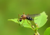 combate ao Aedes aegypti