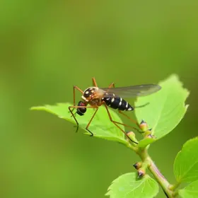 combate ao Aedes aegypti