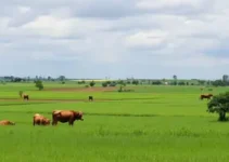 agricultores Juazeiro do Norte
