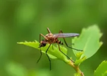 Secretaria de Saúde Juazeiro Aedes