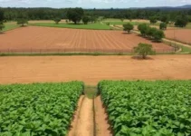 Fazenda Agroecológica no Sítio Jurema