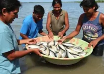 distribuição de peixes