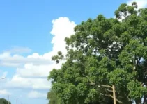 prevenção contra arboviroses