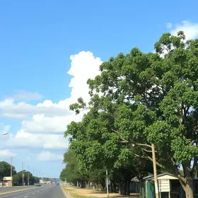 prevenção contra arboviroses